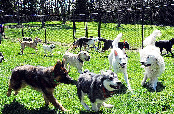 Minnesota Dog Training - Neuman K-9 Academy